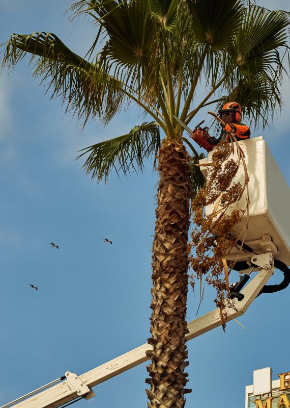 Palm Tree Trimming in Doylestown, PA