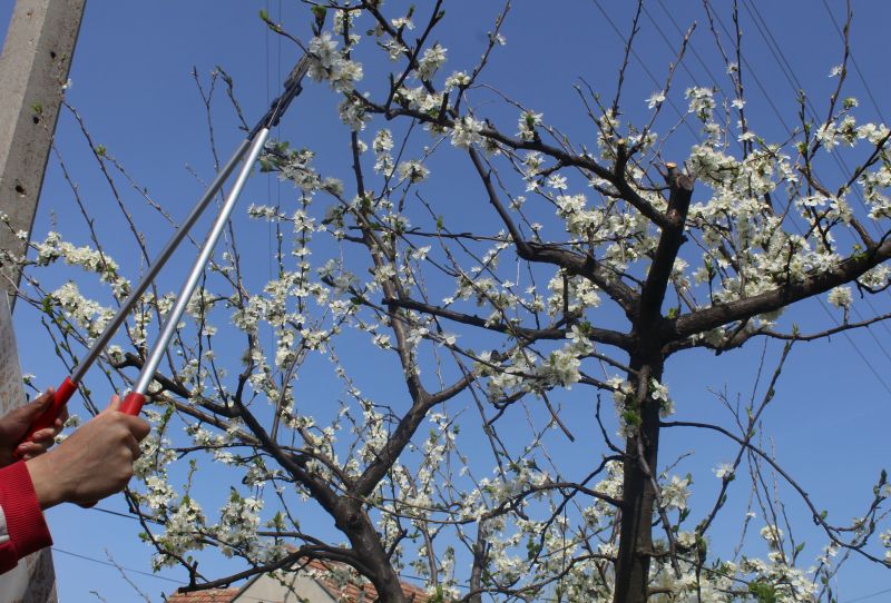 Peach Tree Pruning in Pottstown, PA