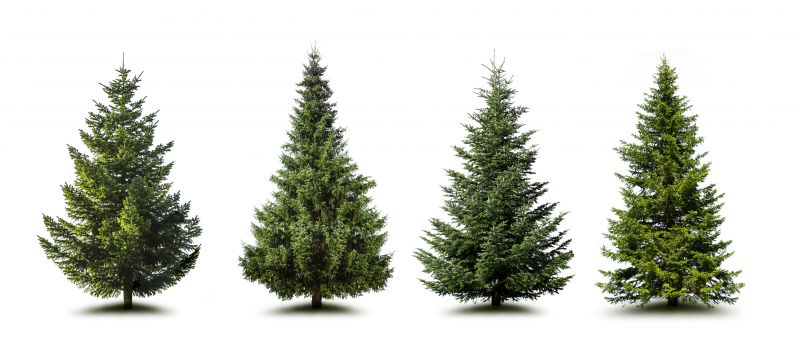 Pine Tree Trimming in Pottstown, PA