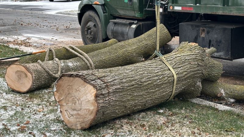 Residential Tree Service in Doylestown, PA
