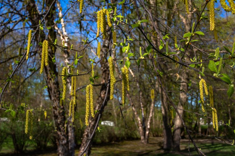 River Birch Trimming in Pottstown, PA