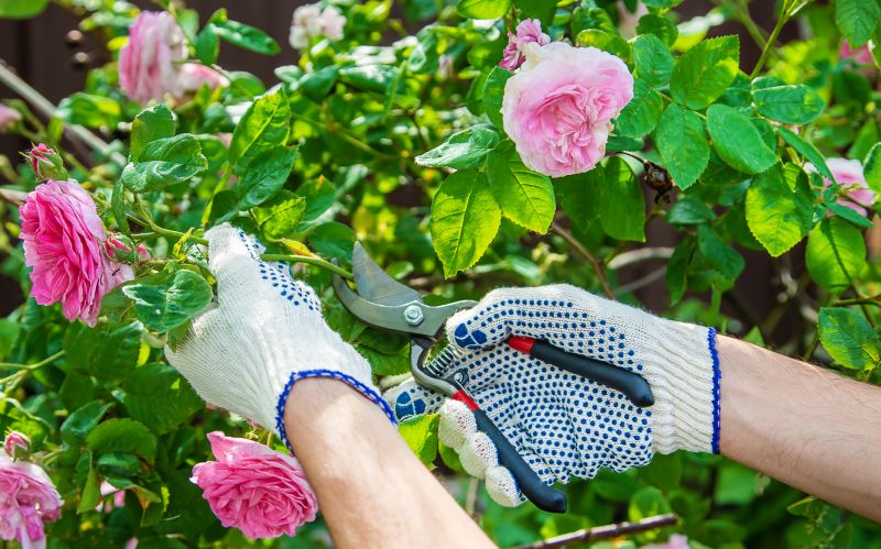 Rose Bush Pruning in Aiken, SC