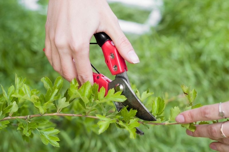 Shrub Pruning