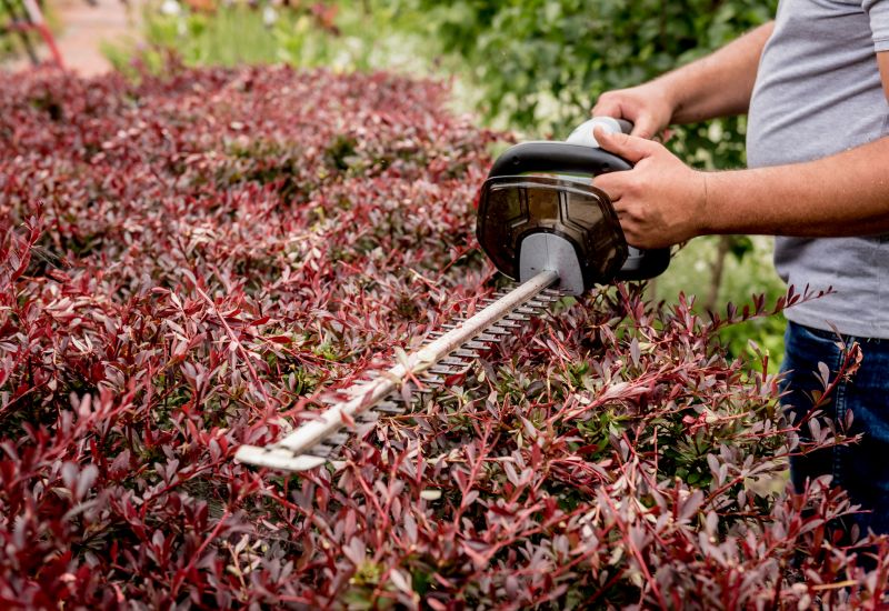 Shrub Trimming in Honolulu, HI