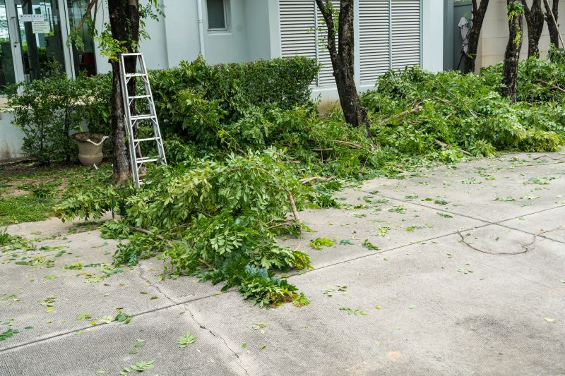 Spruce Tree Removal in Doylestown, PA