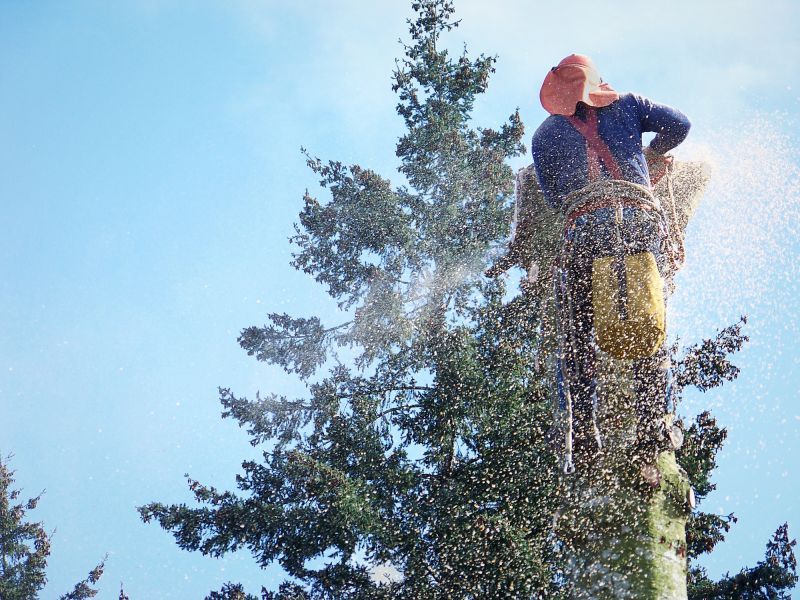 Spruce Tree Removal in Allentown, PA
