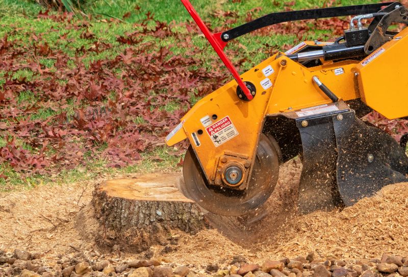 Stump Removal Service in Calvert County, MD