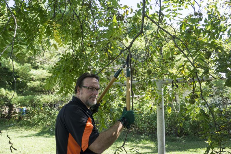 Tree Branch Cutting in Allentown, PA