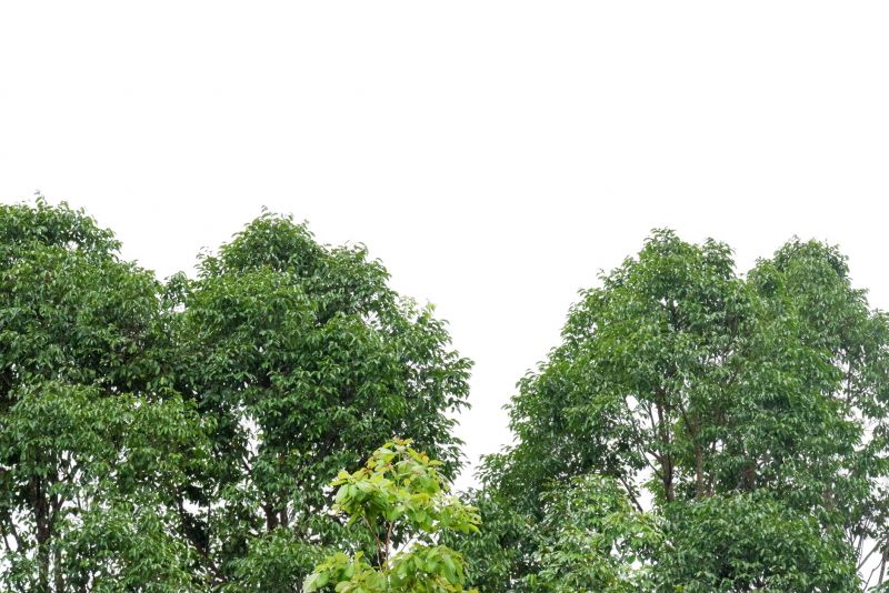 Tree Crown Shaping in Doylestown, PA