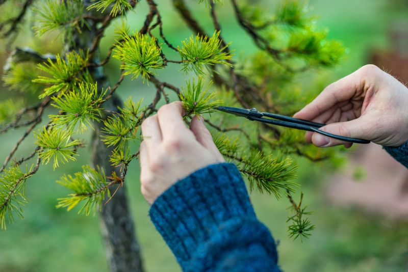 Tree Pruning in San Jose, CA