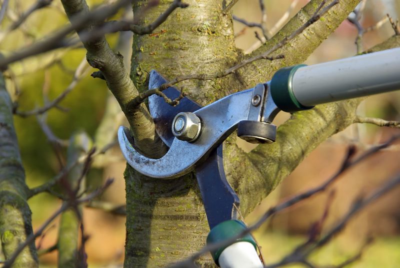 Tree Pruning in Allentown, PA