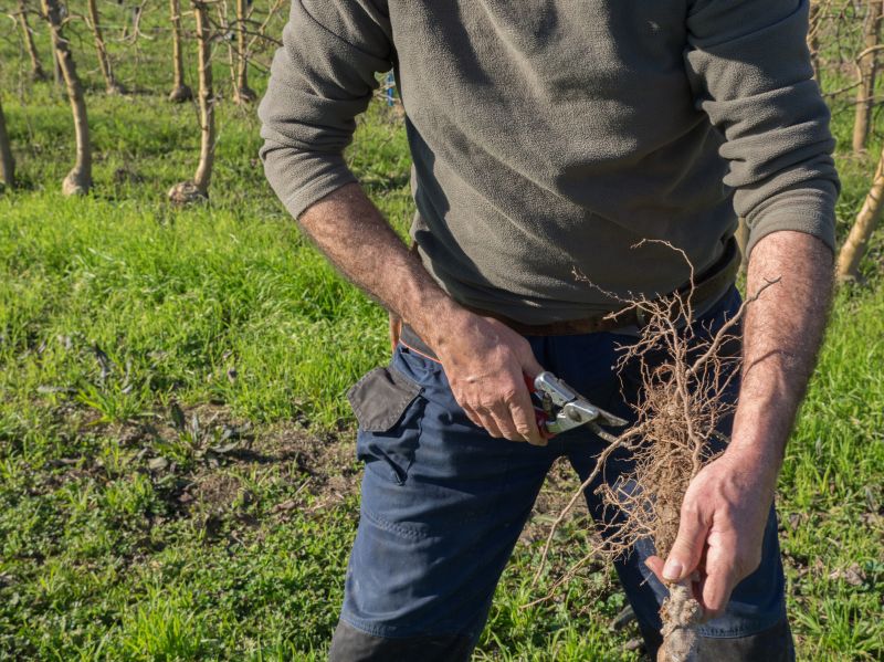 Tree Root Grinding in Calvert County, MD