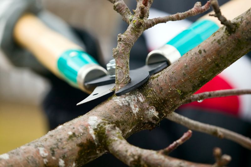 Tree Shearing in Reno, NV