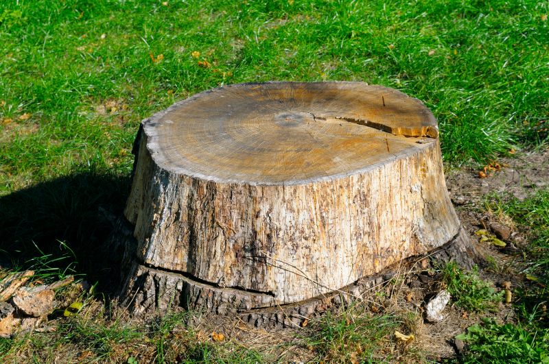 Tree Stump Removal in Calvert County, MD